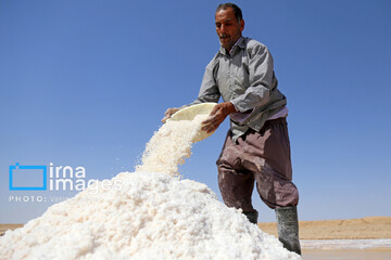 برداشت نمک در دل کویر