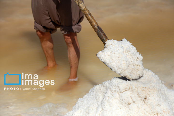 برداشت نمک در دل کویر