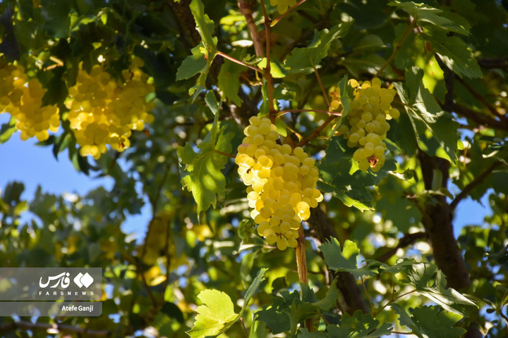 شیره‌پزان پاییزی