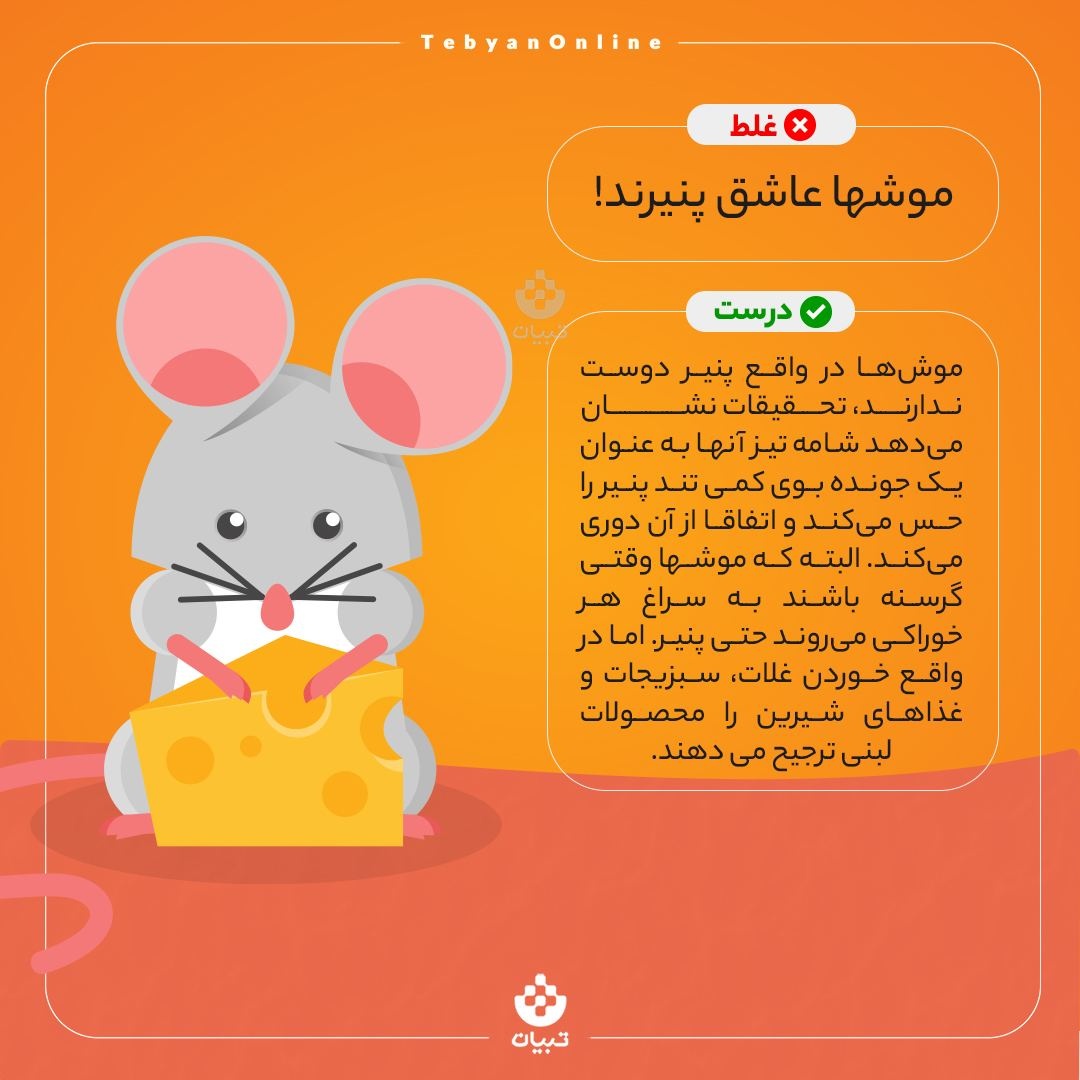 واقعا موش‌ها عاشق پنیرند؟