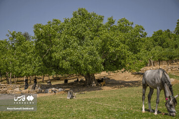 سایه‌سالاران چهارمحال و بختیاری