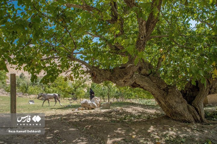 سایه‌سالاران چهارمحال و بختیاری
