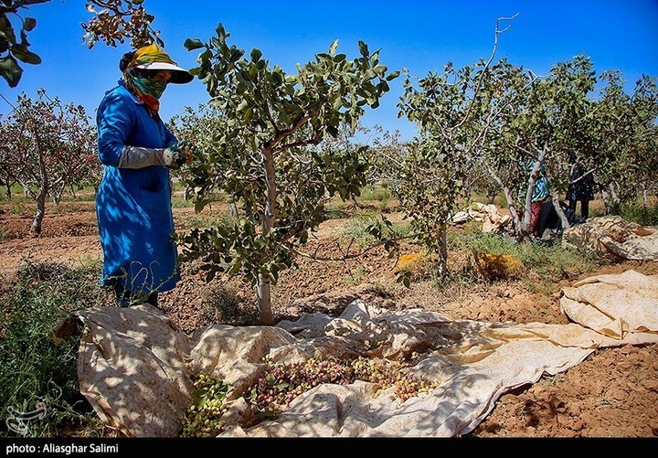 برداشت پسته در خراسان شمالی