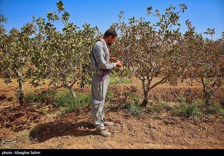 برداشت پسته در خراسان شمالی