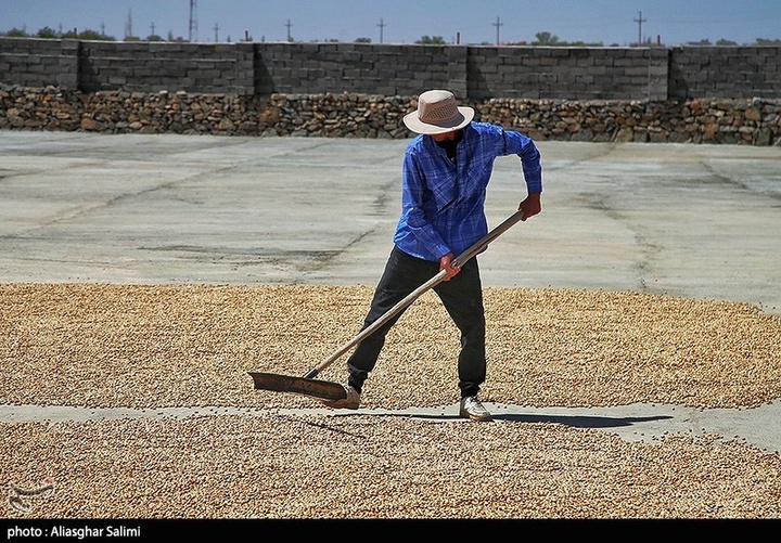 برداشت پسته در خراسان شمالی