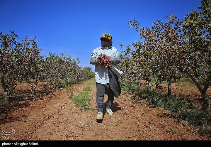 برداشت پسته در خراسان شمالی