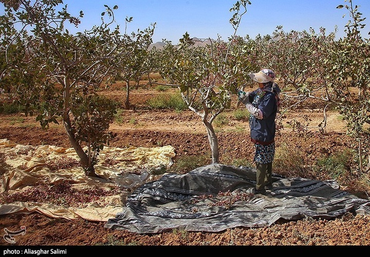 برداشت پسته در خراسان شمالی