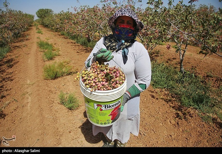 برداشت پسته در خراسان شمالی