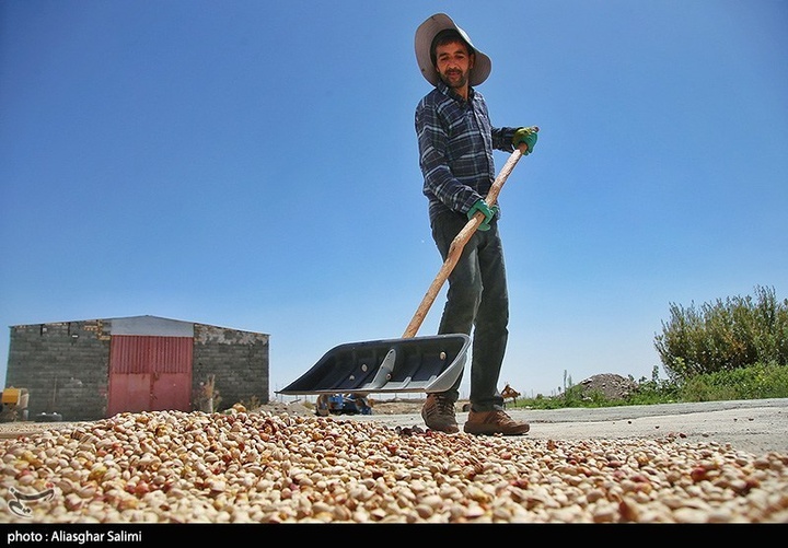 برداشت پسته در خراسان شمالی