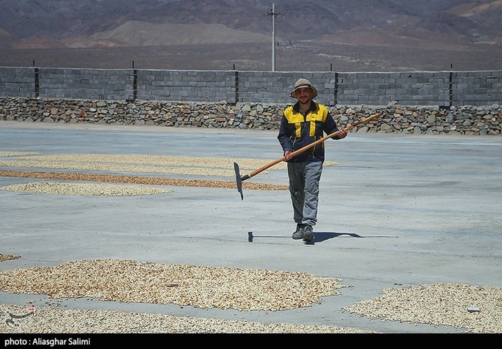 برداشت پسته در خراسان شمالی