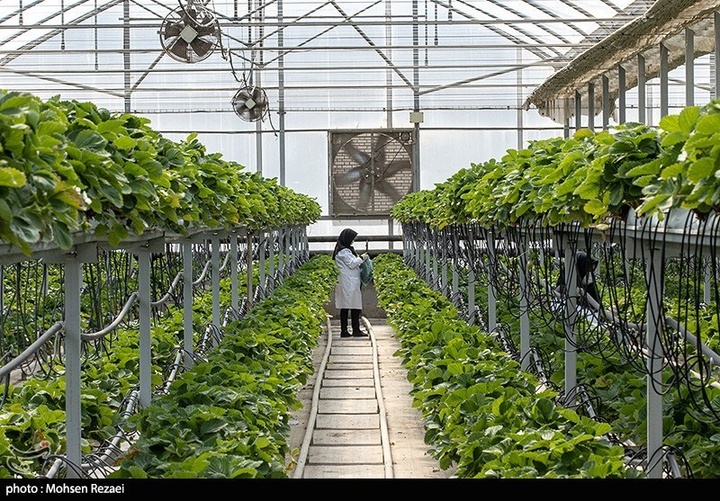 بزرگترین گلخانه توت فرنگی کشور
