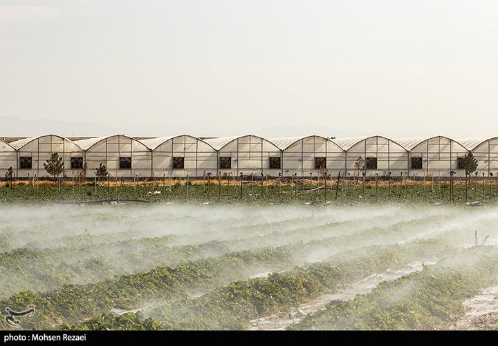 بزرگترین گلخانه توت فرنگی کشور