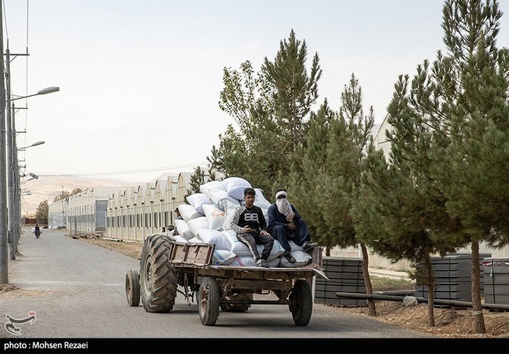 بزرگترین گلخانه توت فرنگی کشور