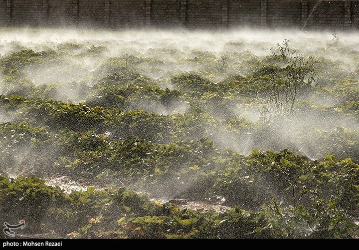 بزرگترین گلخانه توت فرنگی کشور