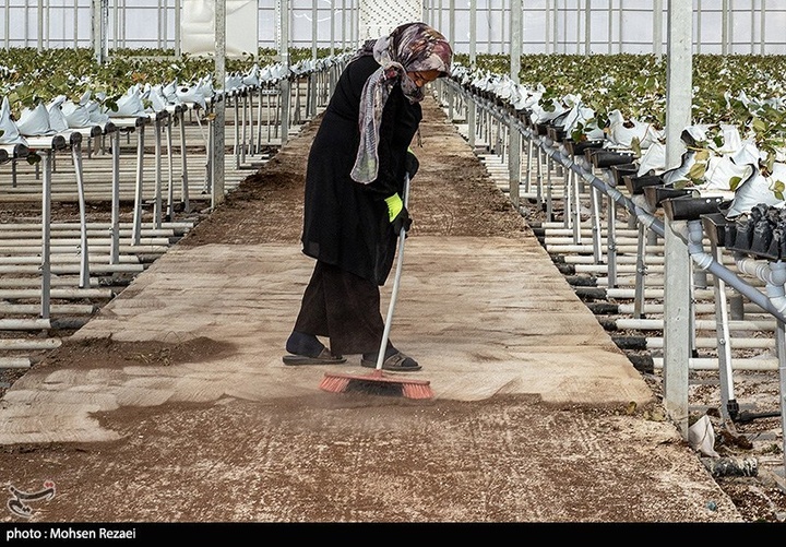 بزرگترین گلخانه توت فرنگی کشور