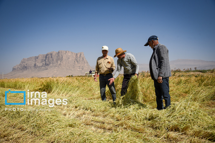 برداشت شلتوک در «کامفیروز» فارس