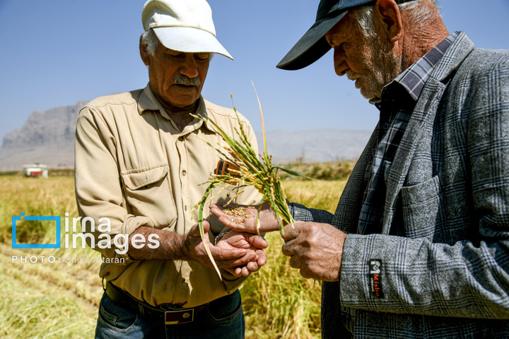برداشت شلتوک در «کامفیروز» فارس