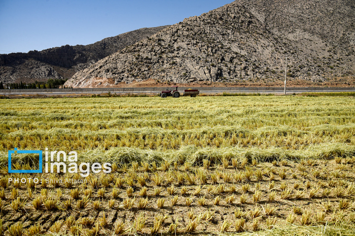 برداشت شلتوک در «کامفیروز» فارس