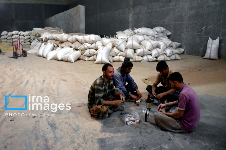 برداشت شلتوک در «کامفیروز» فارس