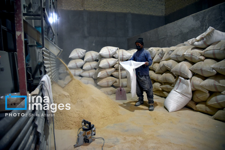 برداشت شلتوک در «کامفیروز» فارس