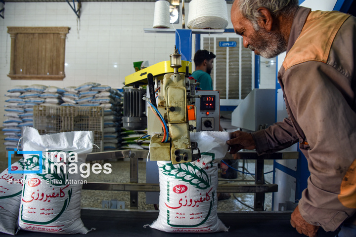 برداشت شلتوک در «کامفیروز» فارس