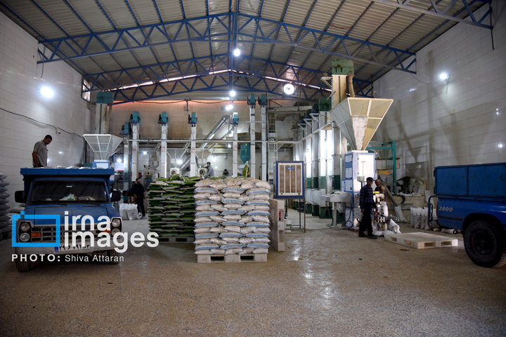 برداشت شلتوک در «کامفیروز» فارس