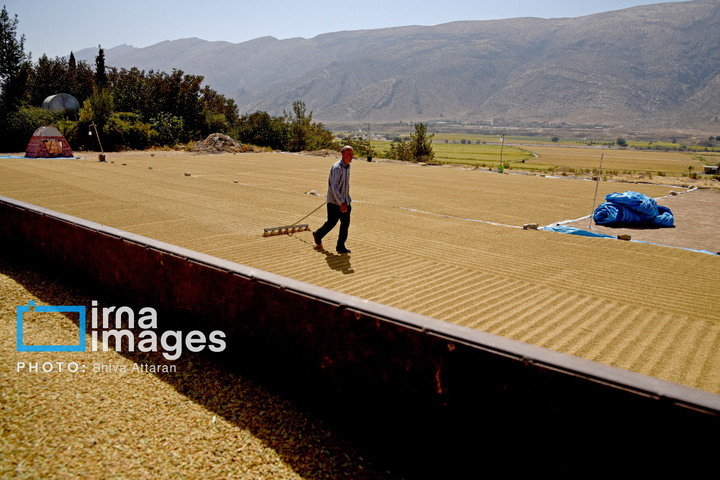 برداشت شلتوک در «کامفیروز» فارس