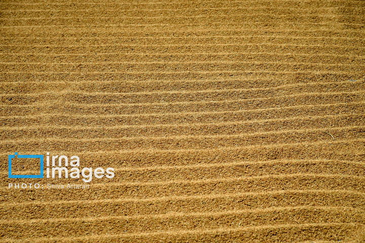 برداشت شلتوک در «کامفیروز» فارس