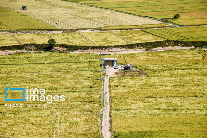 برداشت شلتوک در «کامفیروز» فارس