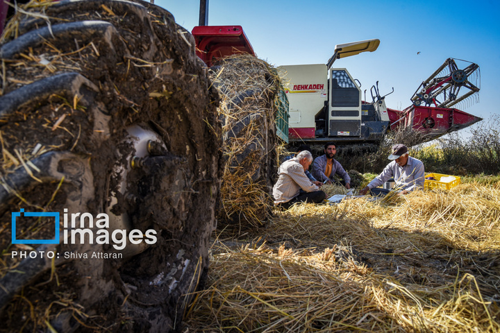 برداشت شلتوک در «کامفیروز» فارس