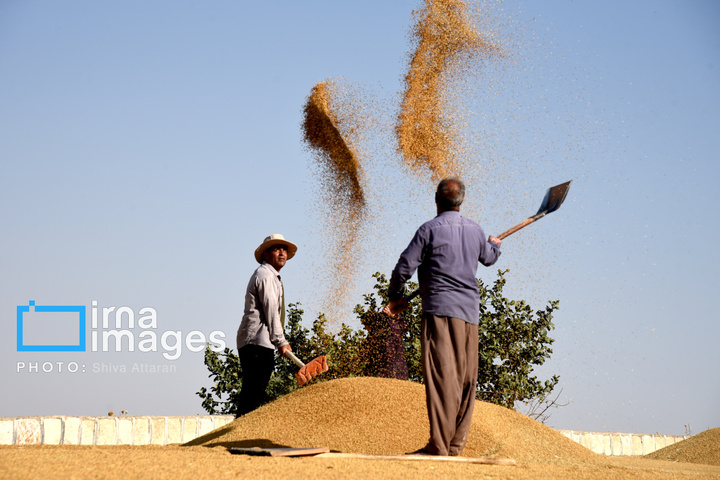 برداشت شلتوک در «کامفیروز» فارس