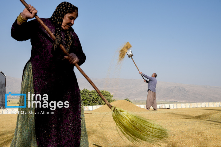 برداشت شلتوک در «کامفیروز» فارس