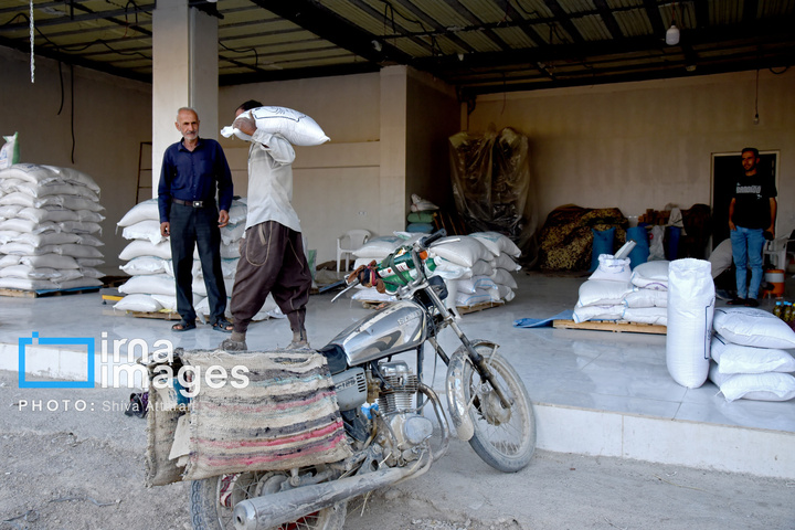 برداشت شلتوک در «کامفیروز» فارس