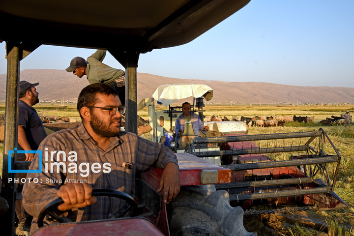 برداشت شلتوک در «کامفیروز» فارس