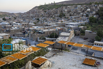 خُرو؛ پایتخت آلوی ایران