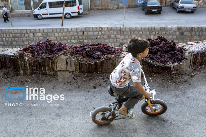 خُرو؛ پایتخت آلوی ایران