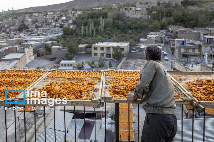 خُرو؛ پایتخت آلوی ایران