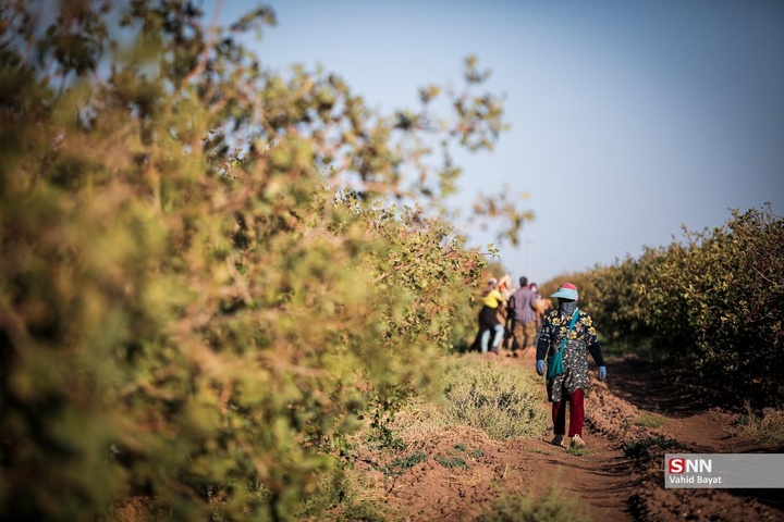برداشت پسته در شهرستان نیشابور