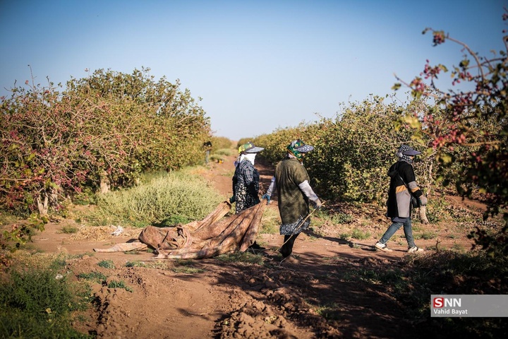 برداشت پسته در شهرستان نیشابور