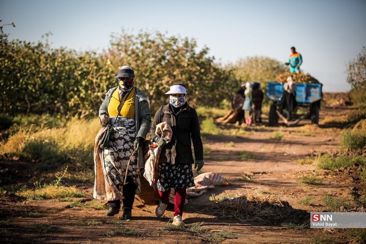 برداشت پسته در شهرستان نیشابور