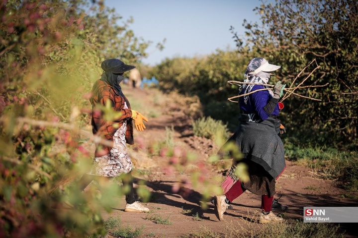 برداشت پسته در شهرستان نیشابور