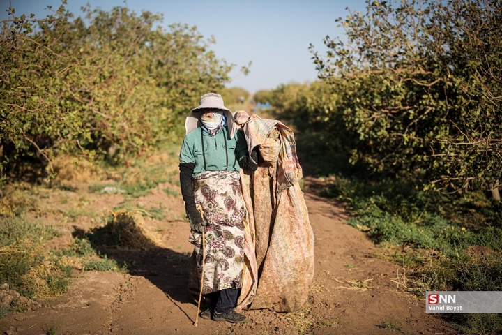 برداشت پسته در شهرستان نیشابور