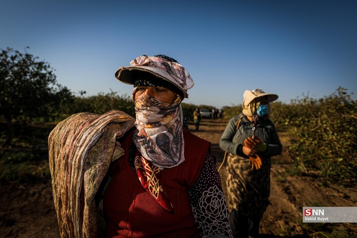 برداشت پسته در شهرستان نیشابور