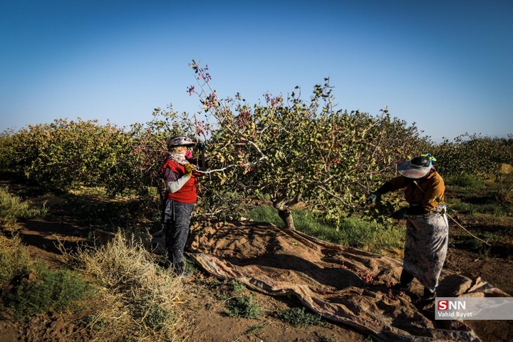 برداشت پسته در شهرستان نیشابور
