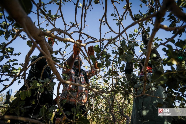 برداشت پسته در شهرستان نیشابور