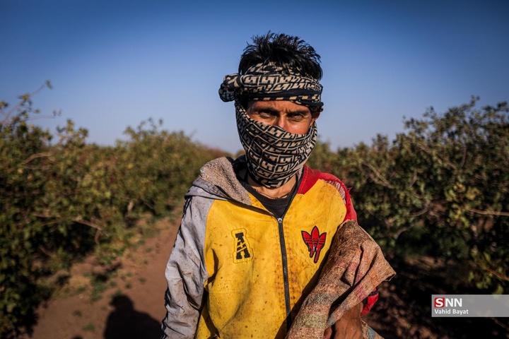 برداشت پسته در شهرستان نیشابور