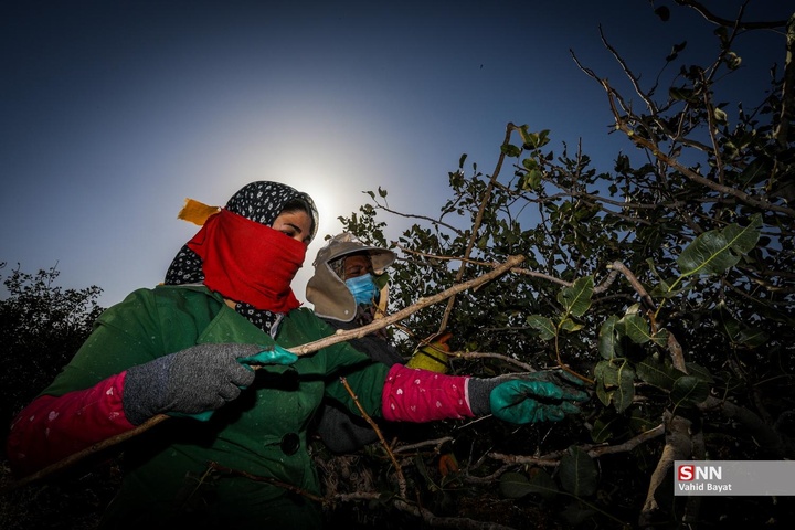 برداشت پسته در شهرستان نیشابور