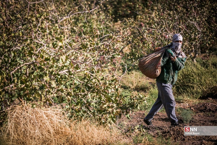 برداشت پسته در شهرستان نیشابور