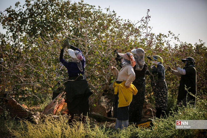 برداشت پسته در شهرستان نیشابور