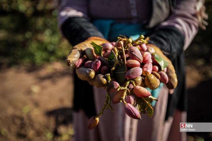 برداشت پسته در شهرستان نیشابور